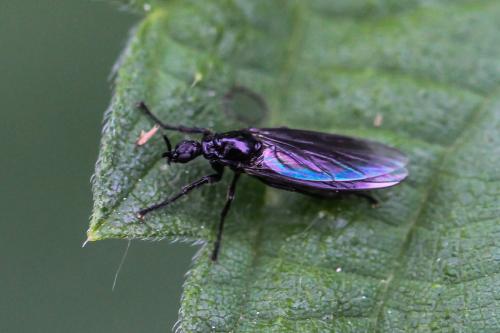 Dilophus febrilis